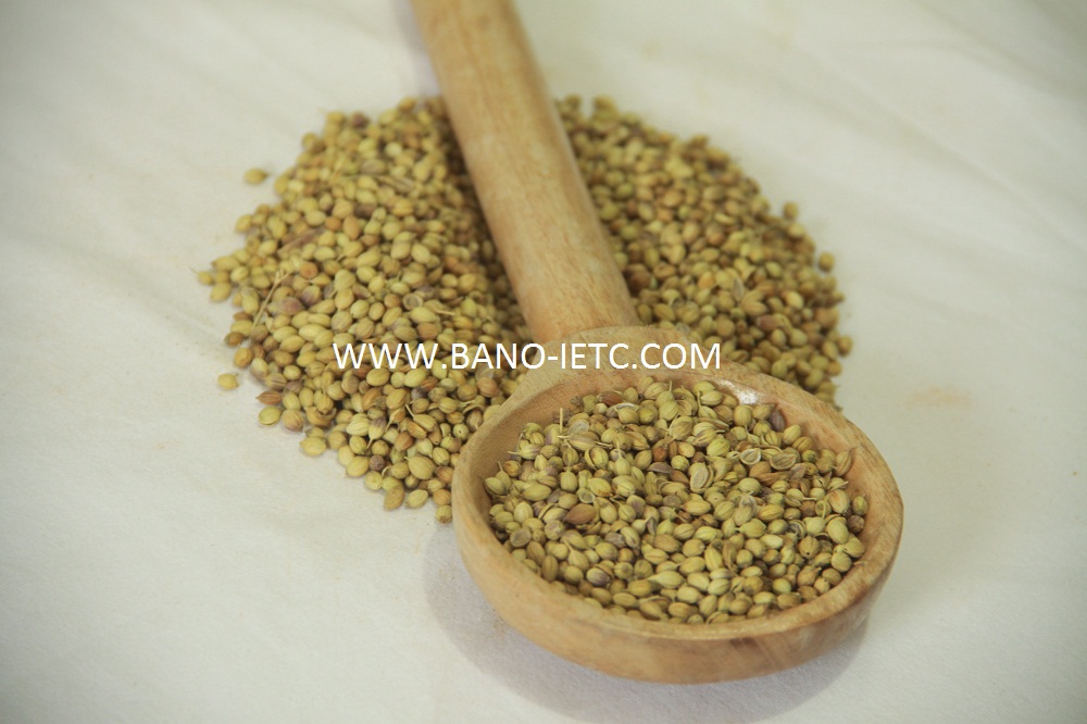 Coriander Seeds